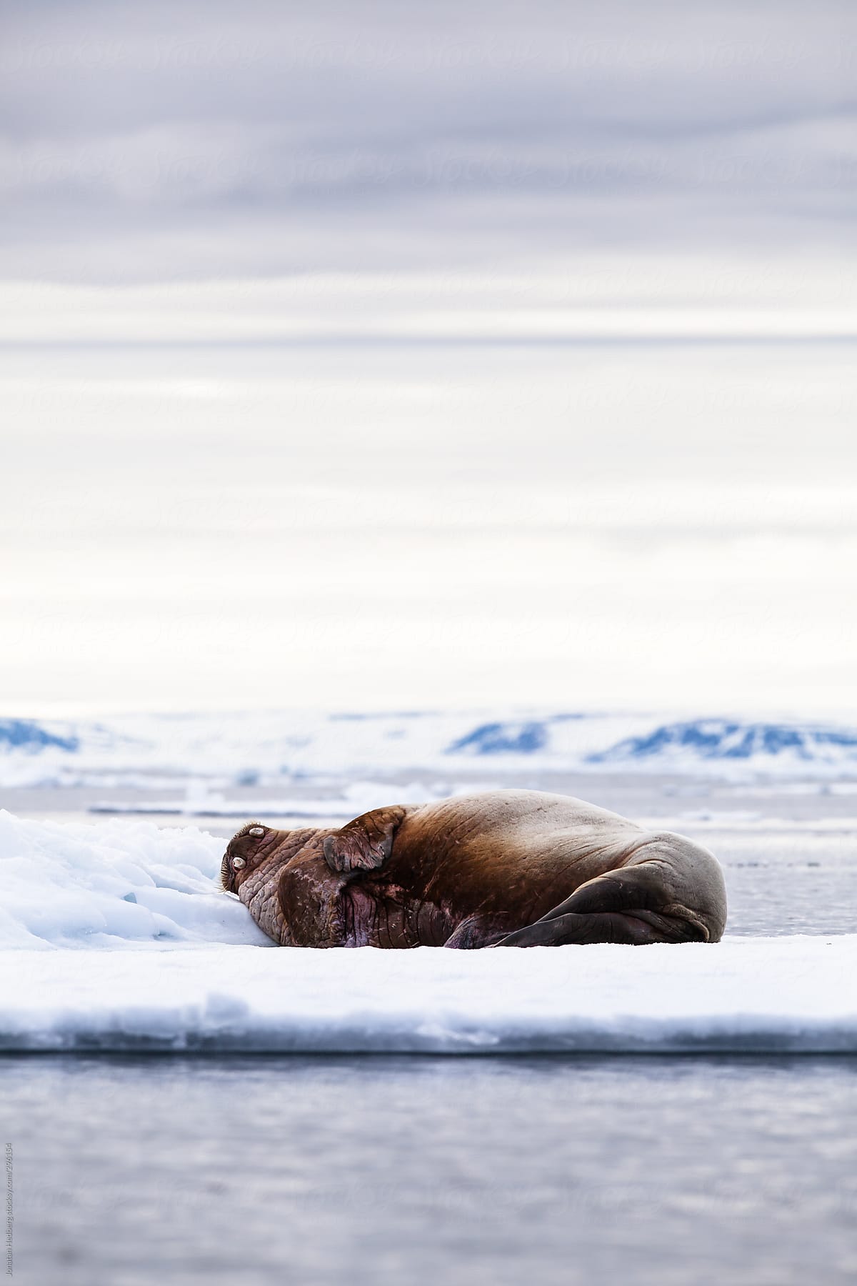 Walrus resting on the pack ice