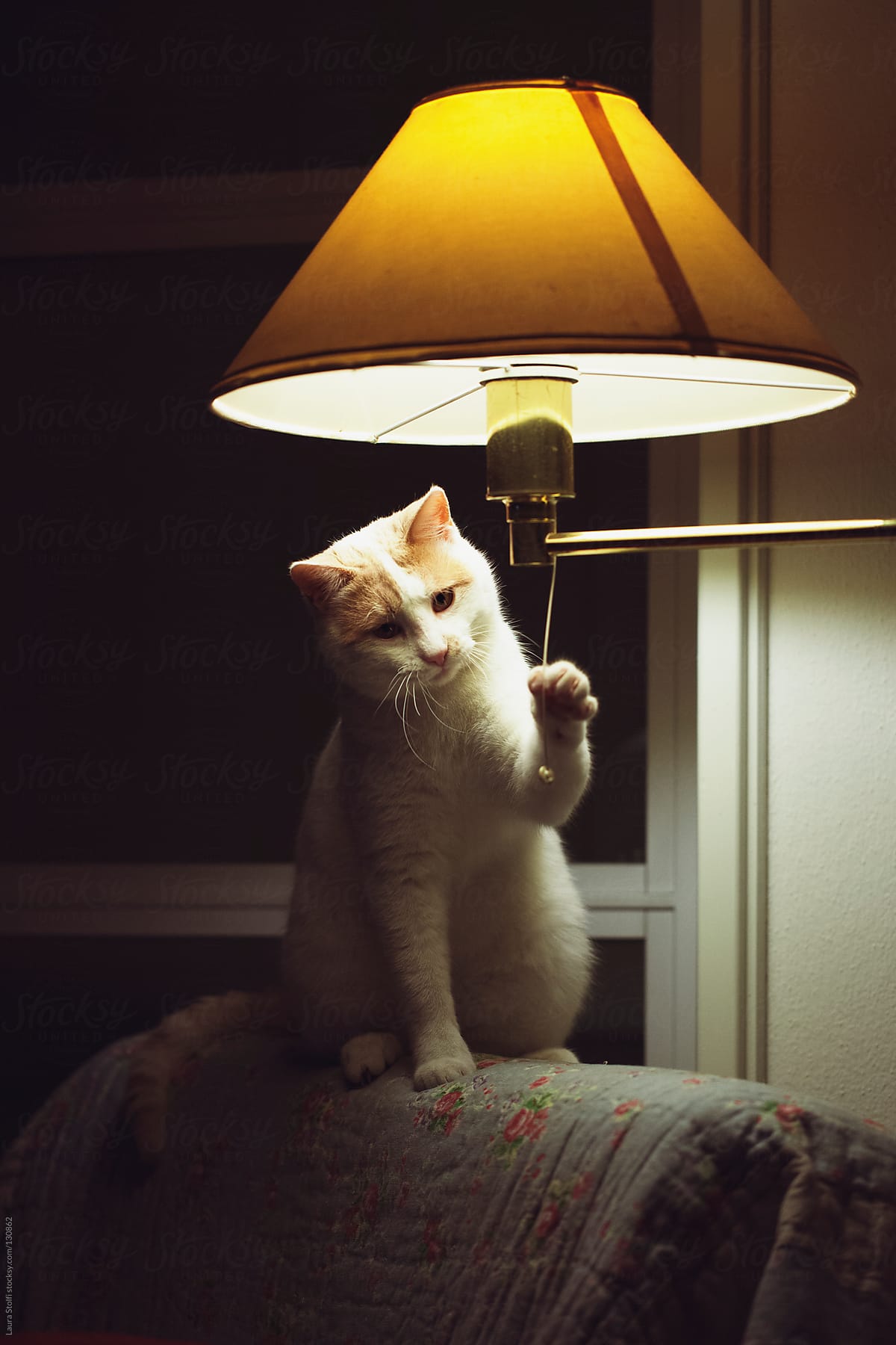 Cat sitting on armchair's backseat and playng with lamp string