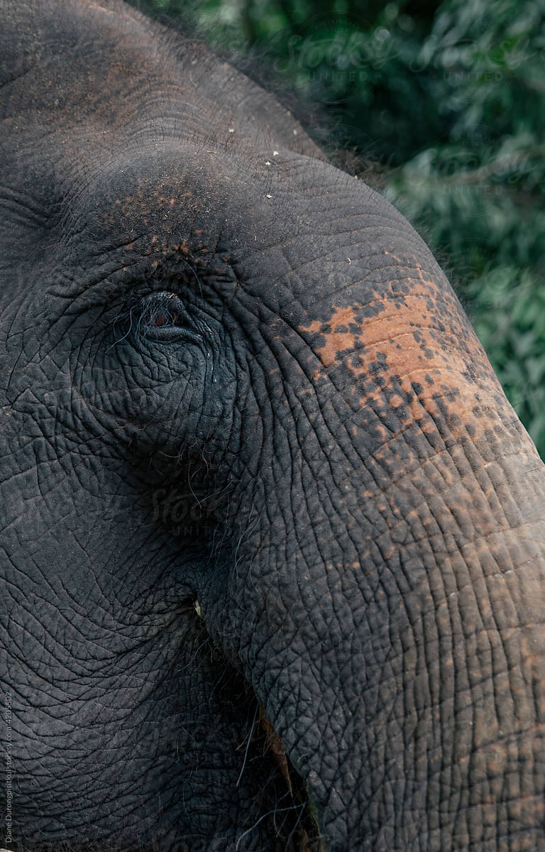 Close up of Elephants Head
