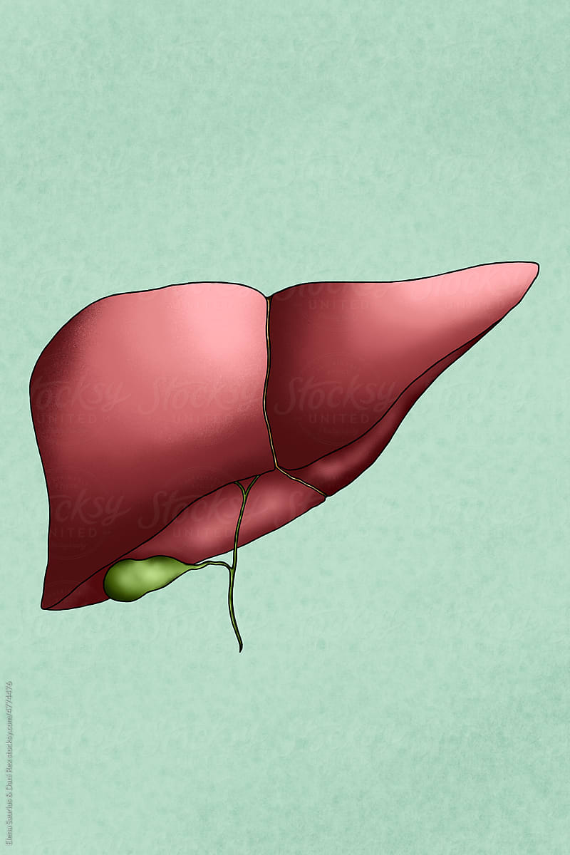 Human liver and gallbladder illustration. Healthy concept