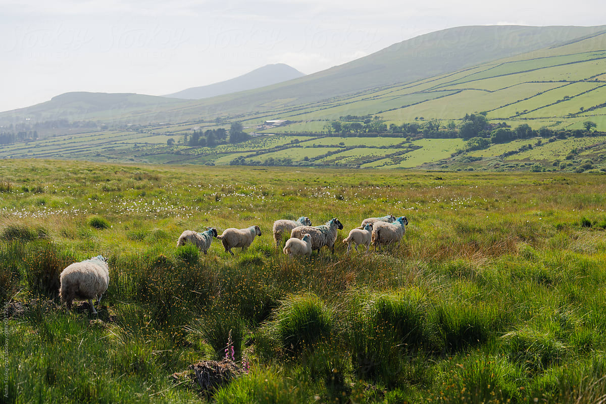 Sheep grazing on pasture on the background of rolling landscape