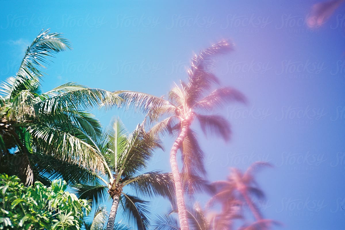 palm trees with pink to blue gradient in sky