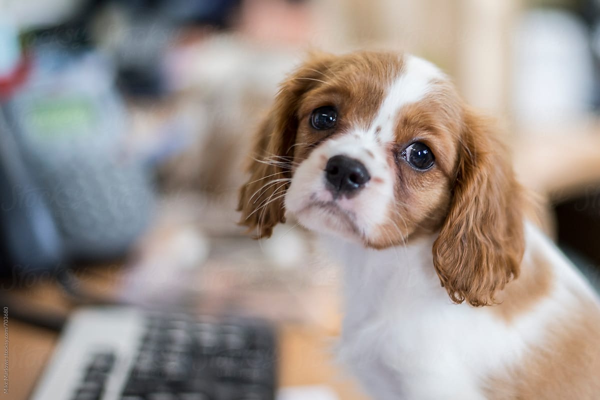 King Charles Spaniel puppy sitting at a desk