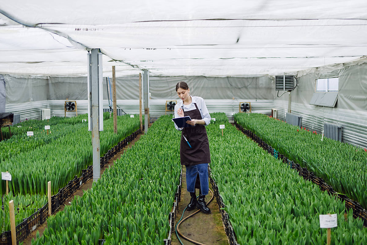 A woman controls the growth of tulips in a greenhouse