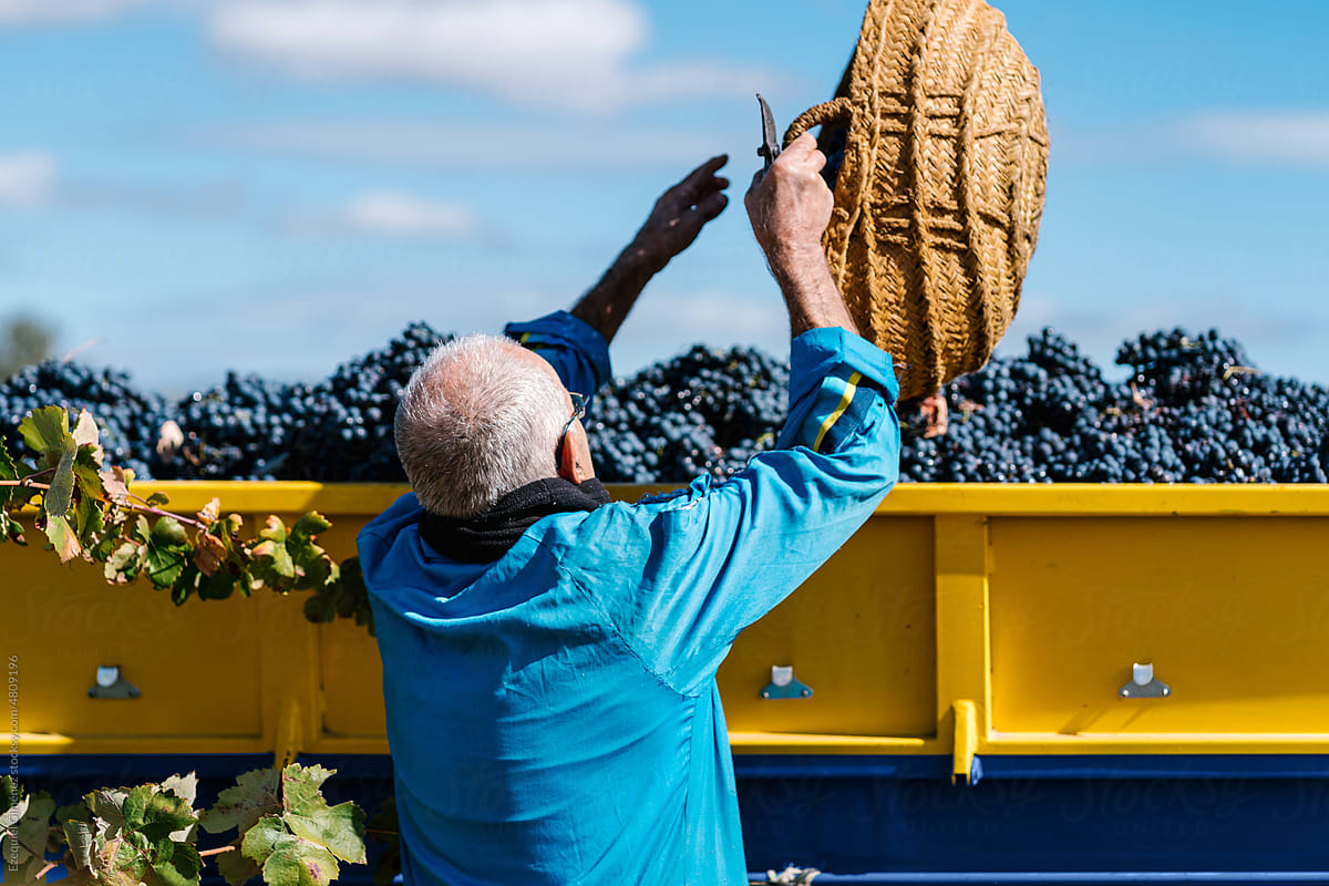 Senior man with basket pouring grapes in truck