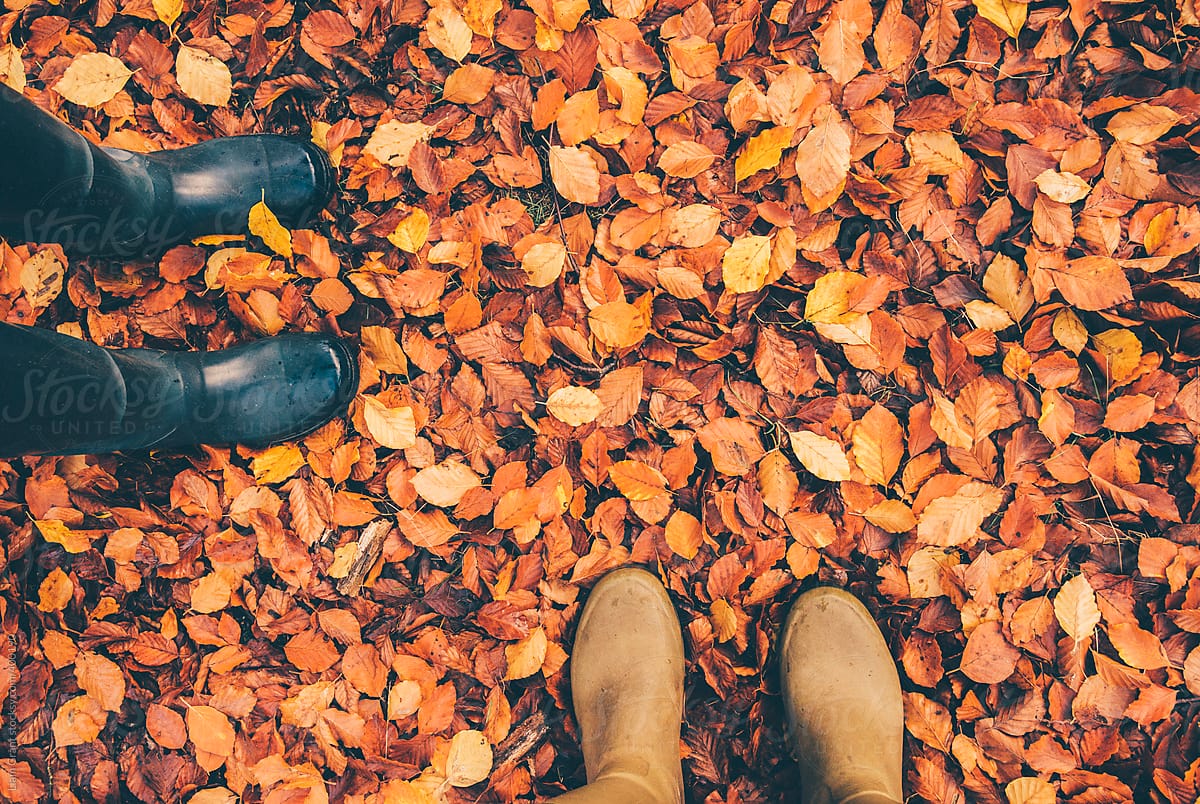 Wellington boots standing in autumnal leaves.