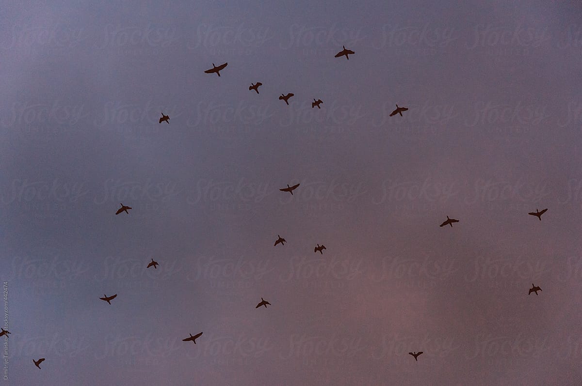 Flock of birds flying in the evening