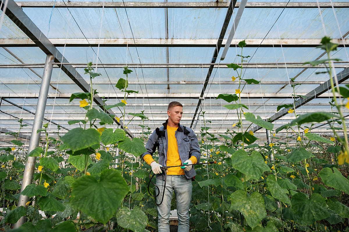 Man irrigating cucumber plants in glasshouse