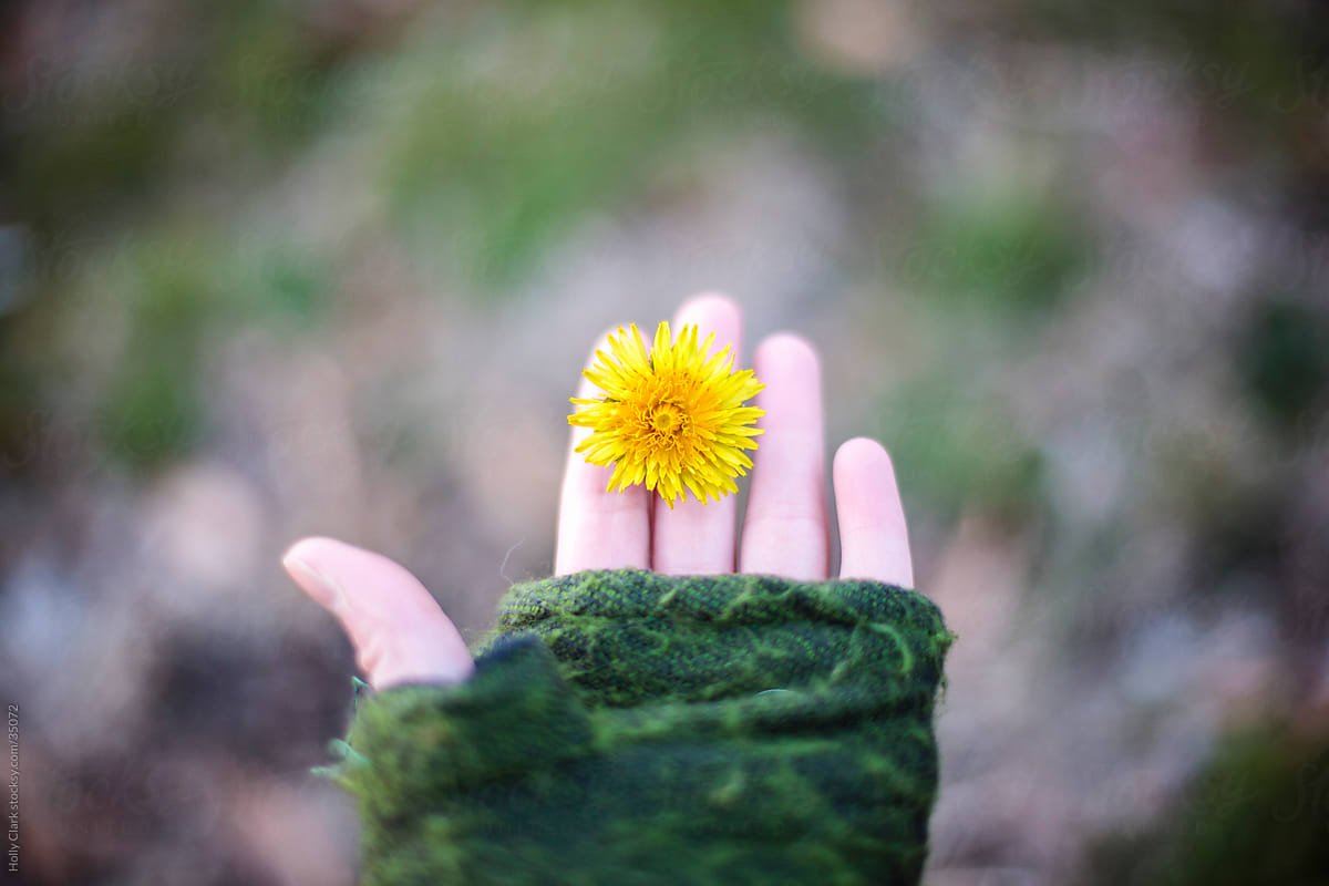 Woman Holds a Dandelion Between Her Fingers in Winter