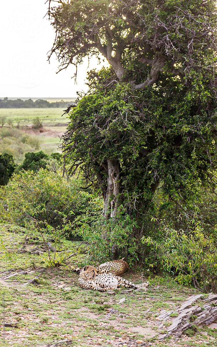 Cheetahs resting under a tree