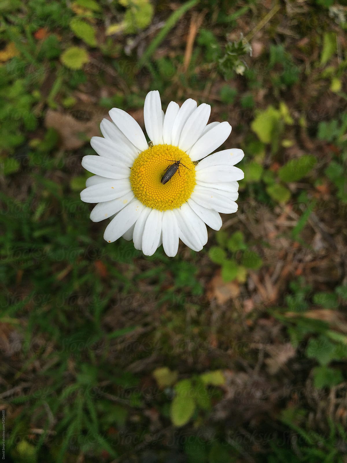 Insect on Daisy Flower from Above