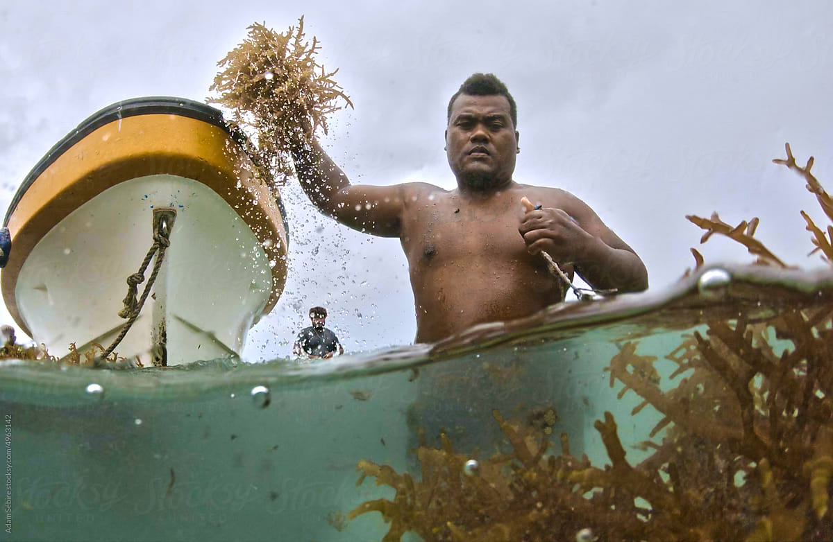 Seaweed cultivation, farmers harvest underwater split shot water level