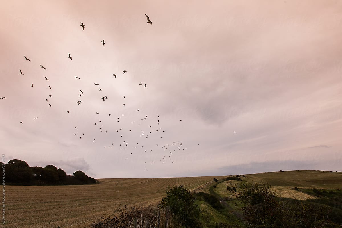 Birds over a field