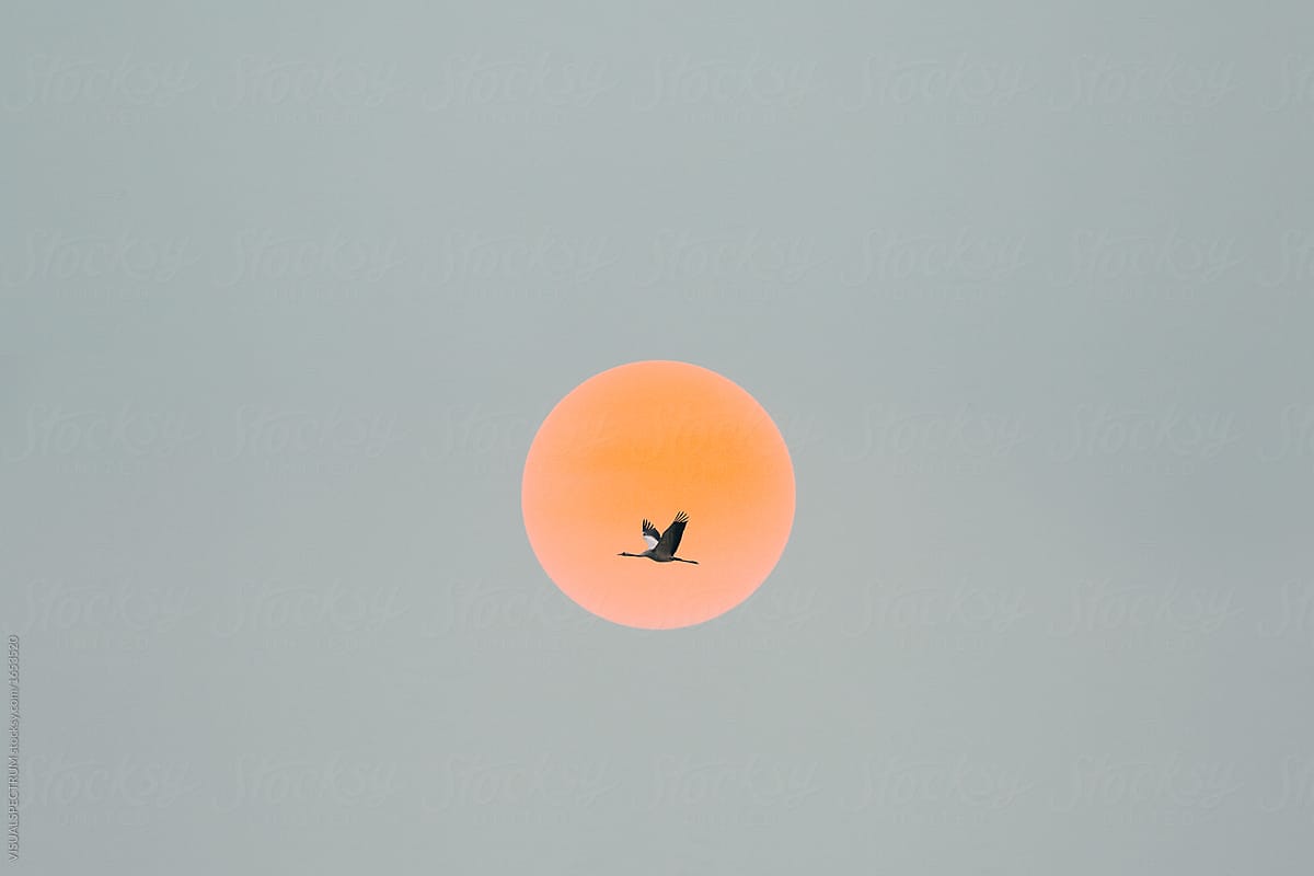 Closeup of a Single Crane Flying in Front of Orange Setting Sun