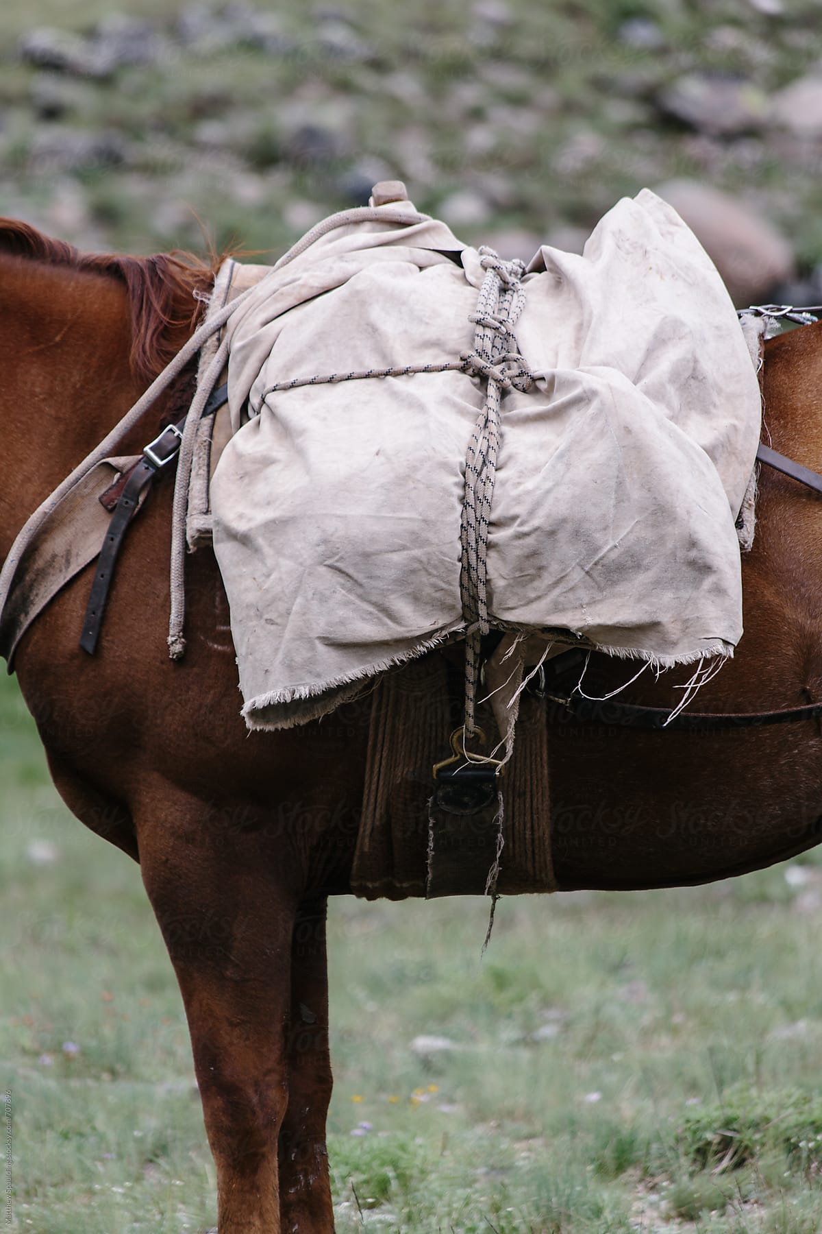 Horse with canvas and leather pack on trail