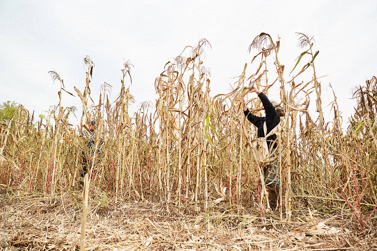 Farmer harvesting corn
