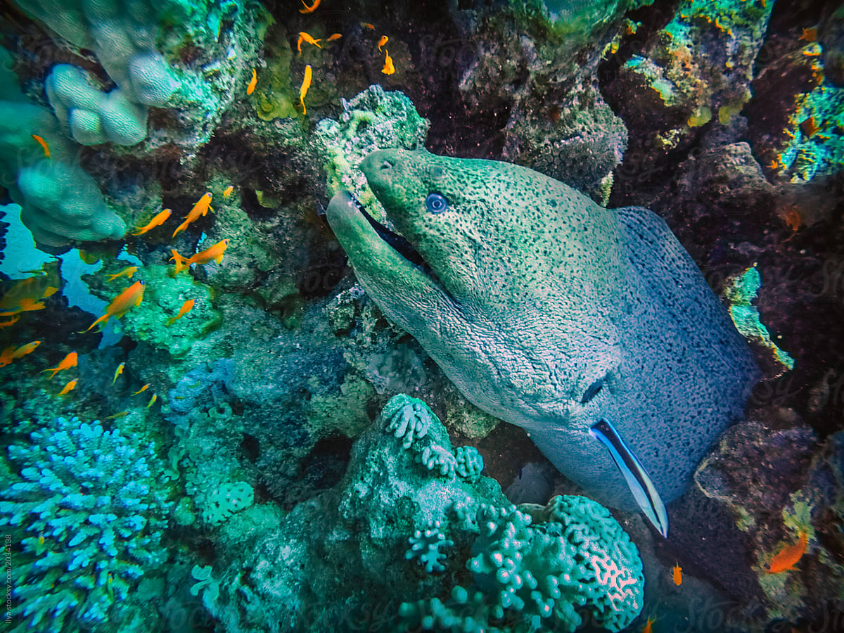 Coral reef underwater with moray fish.