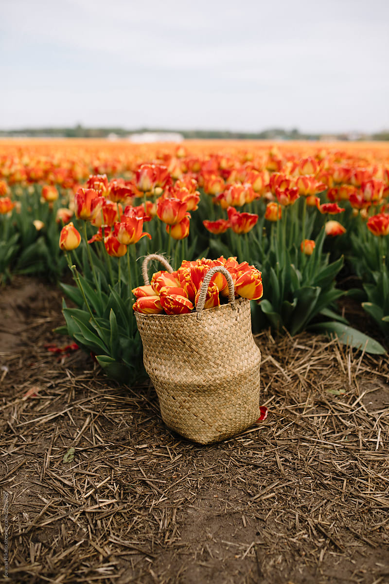 Orange tulips in basket