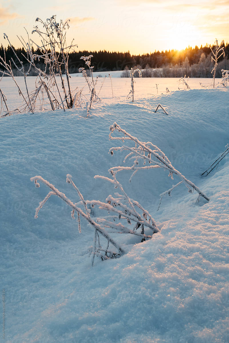 Frosty winter landscape.