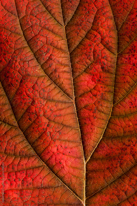 Autumn leaf detail showing surface texture and veins by David Smart ...