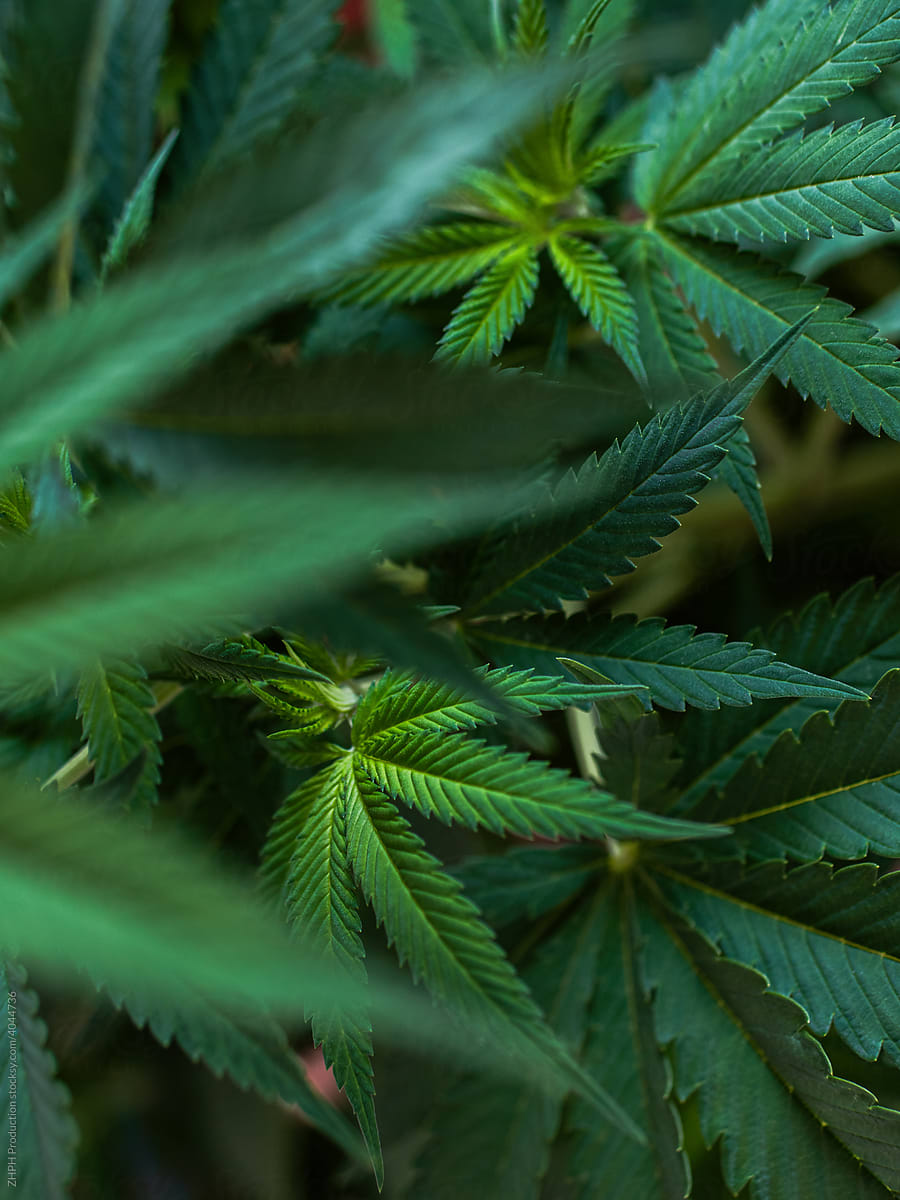 Vivid Closeup Shot Of A Mature Cannabis Plant