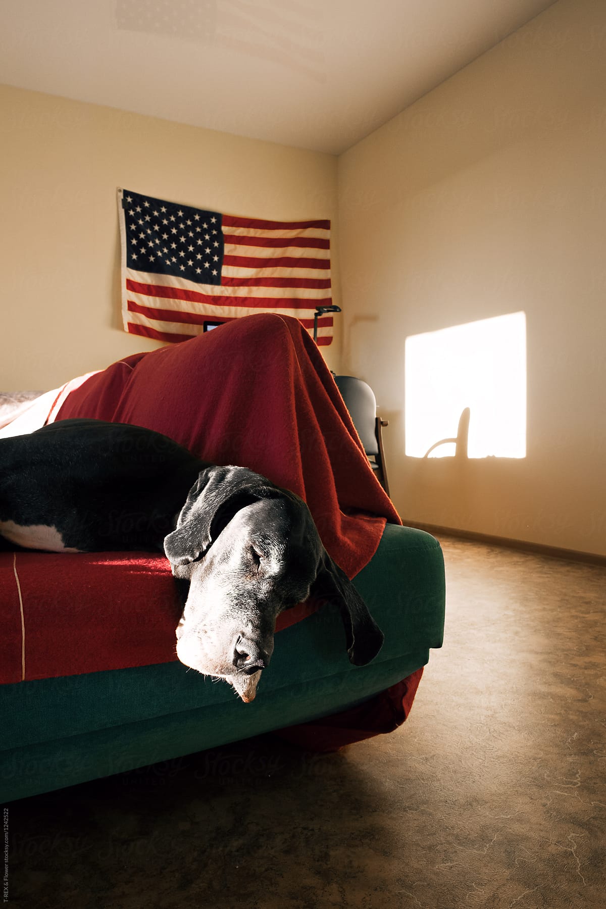 Sleeping dog in the morning. Fourth of July