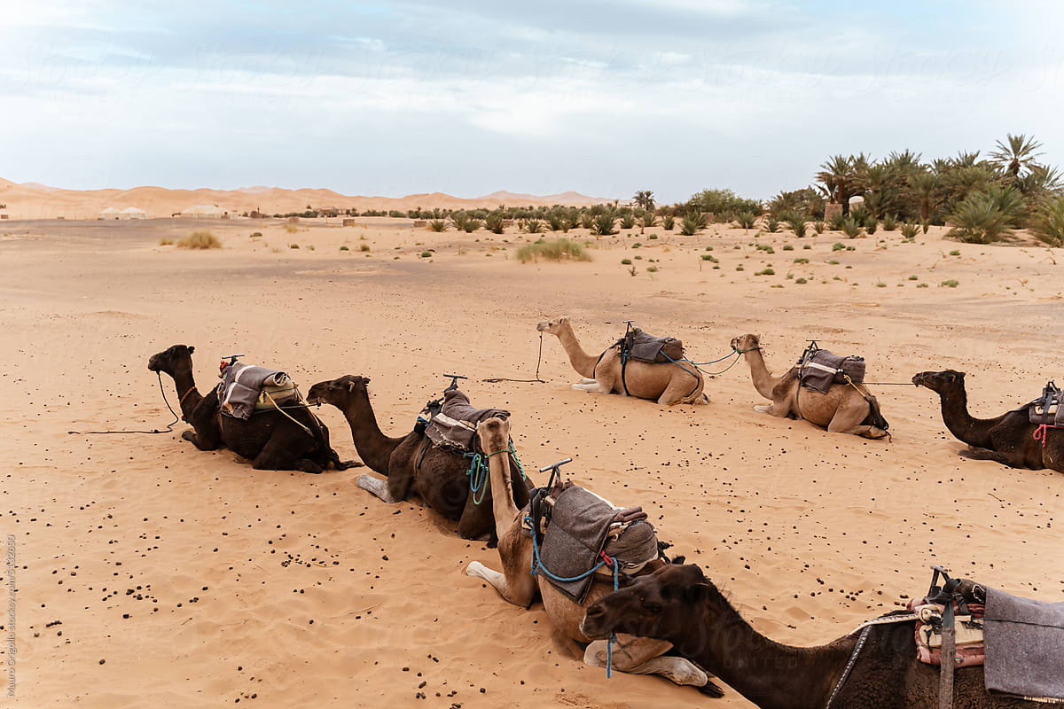 Dromedaries in the Sahara desert in Morocco