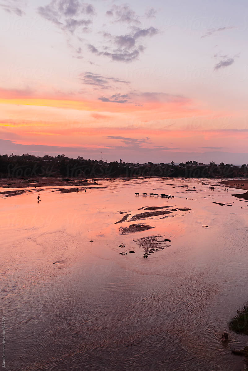 Scenic view of cattle crossing river at dusk with pink colored sky