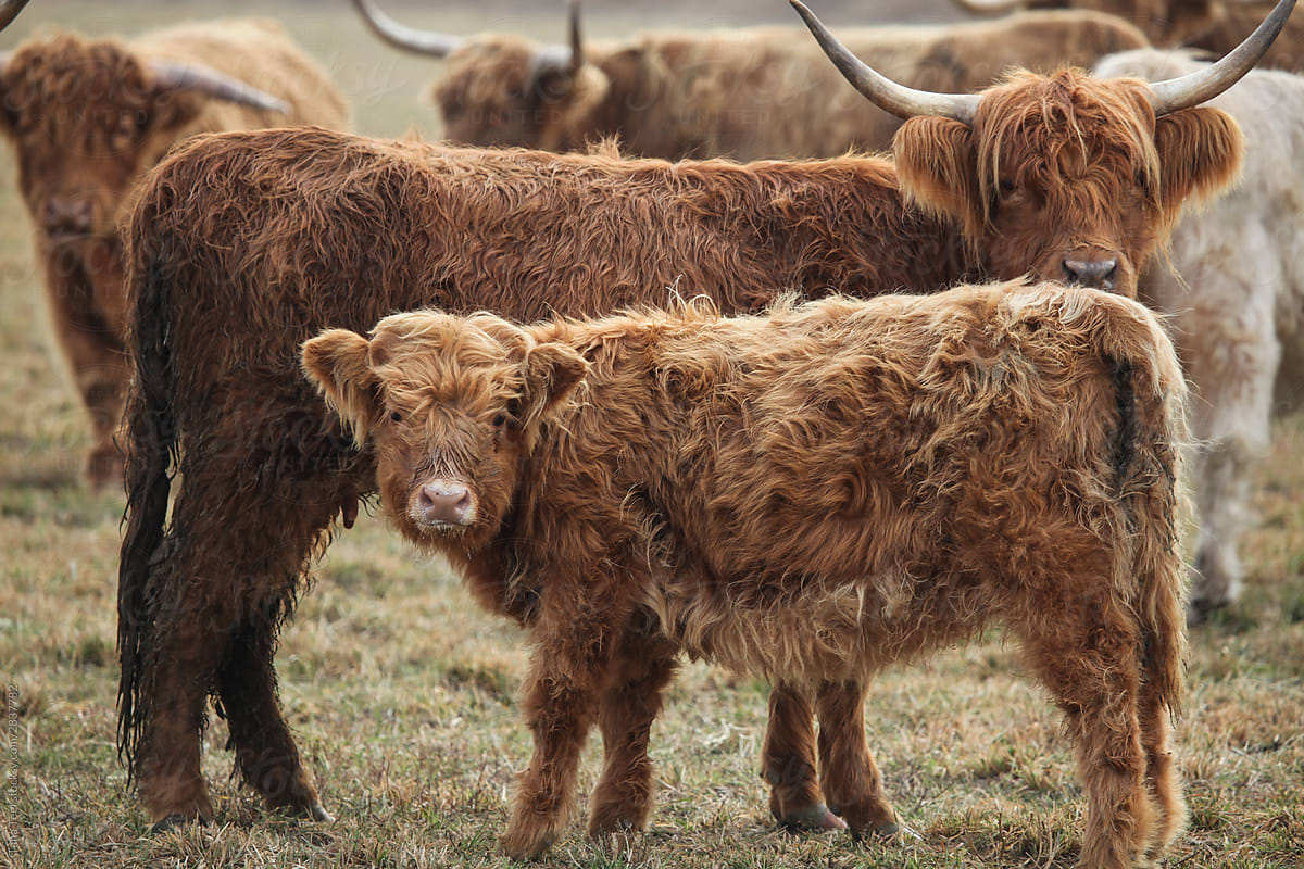Scottish Highland Cow Stands Next To Young Calf by Stocksy Contributor  Tana Teel - Stocksy