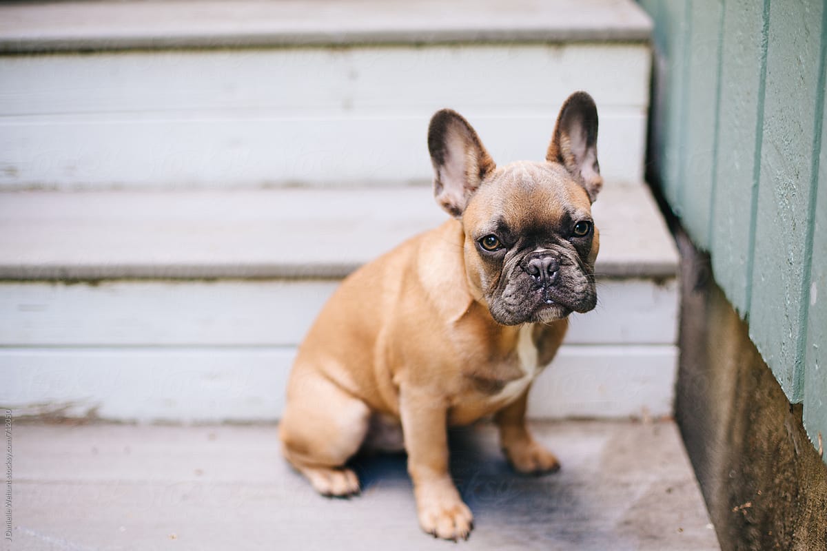 A brown french bulldog puppy sitting on stairs outside. by