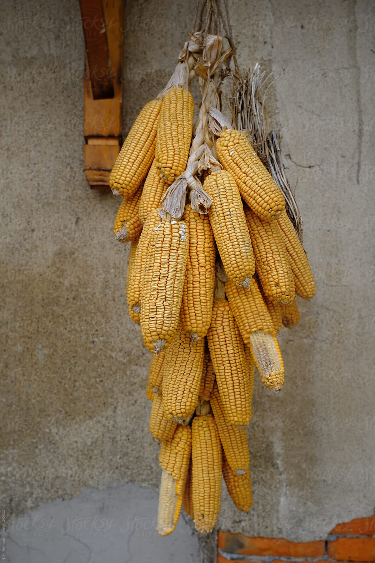Dry hanging corn in the outdoors close-up