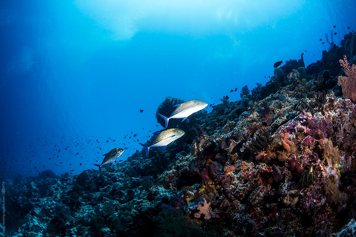 Trevally fishes hunting on the reef