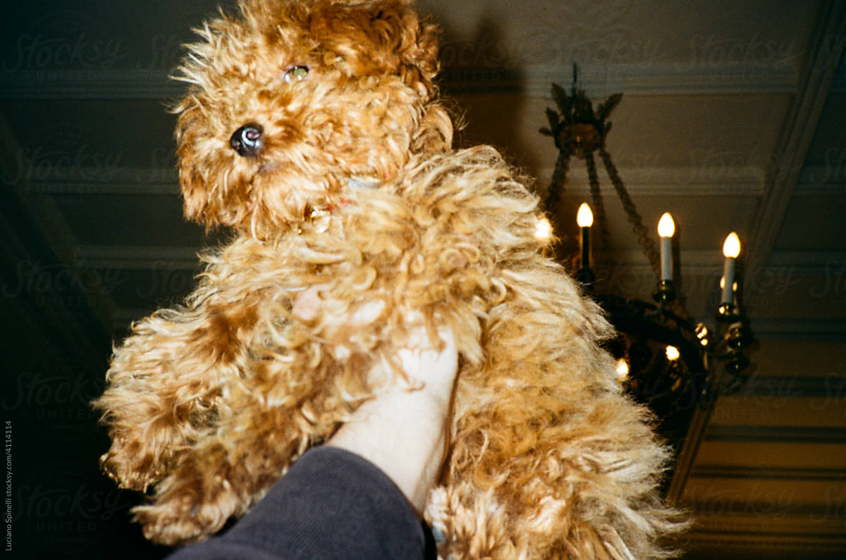 Holding a dog in the air with chandelier in the background