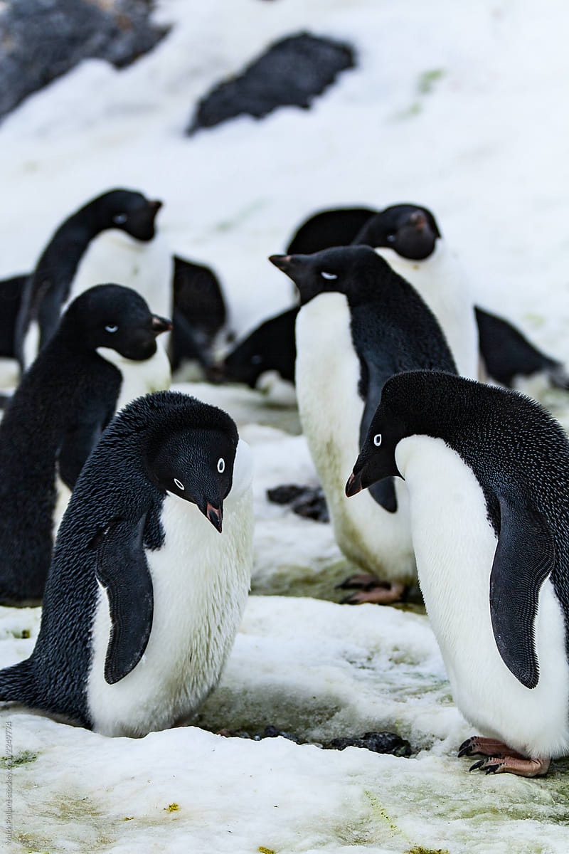 Penguins Socializing