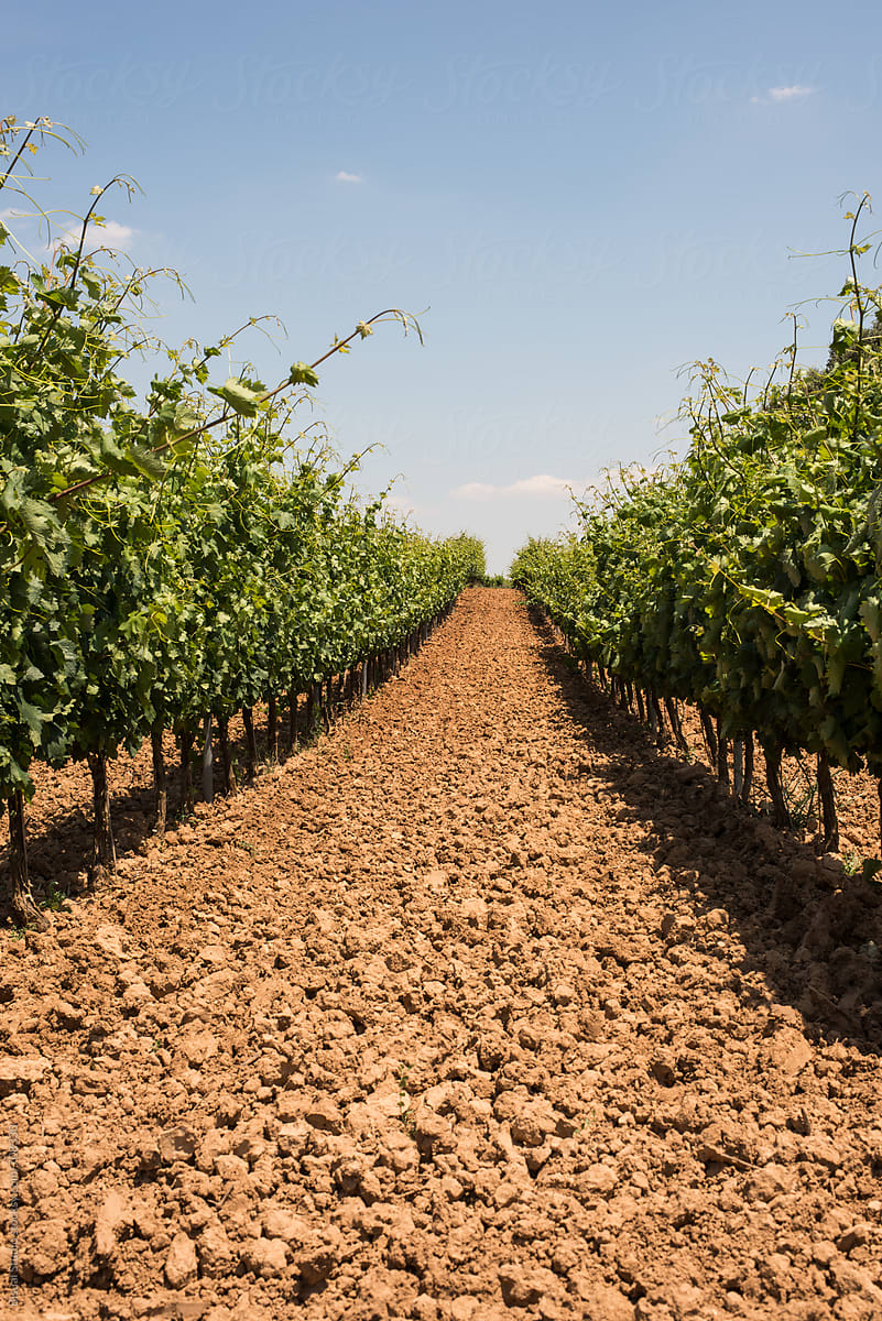Vineyard in Ribera del Duero, Spain