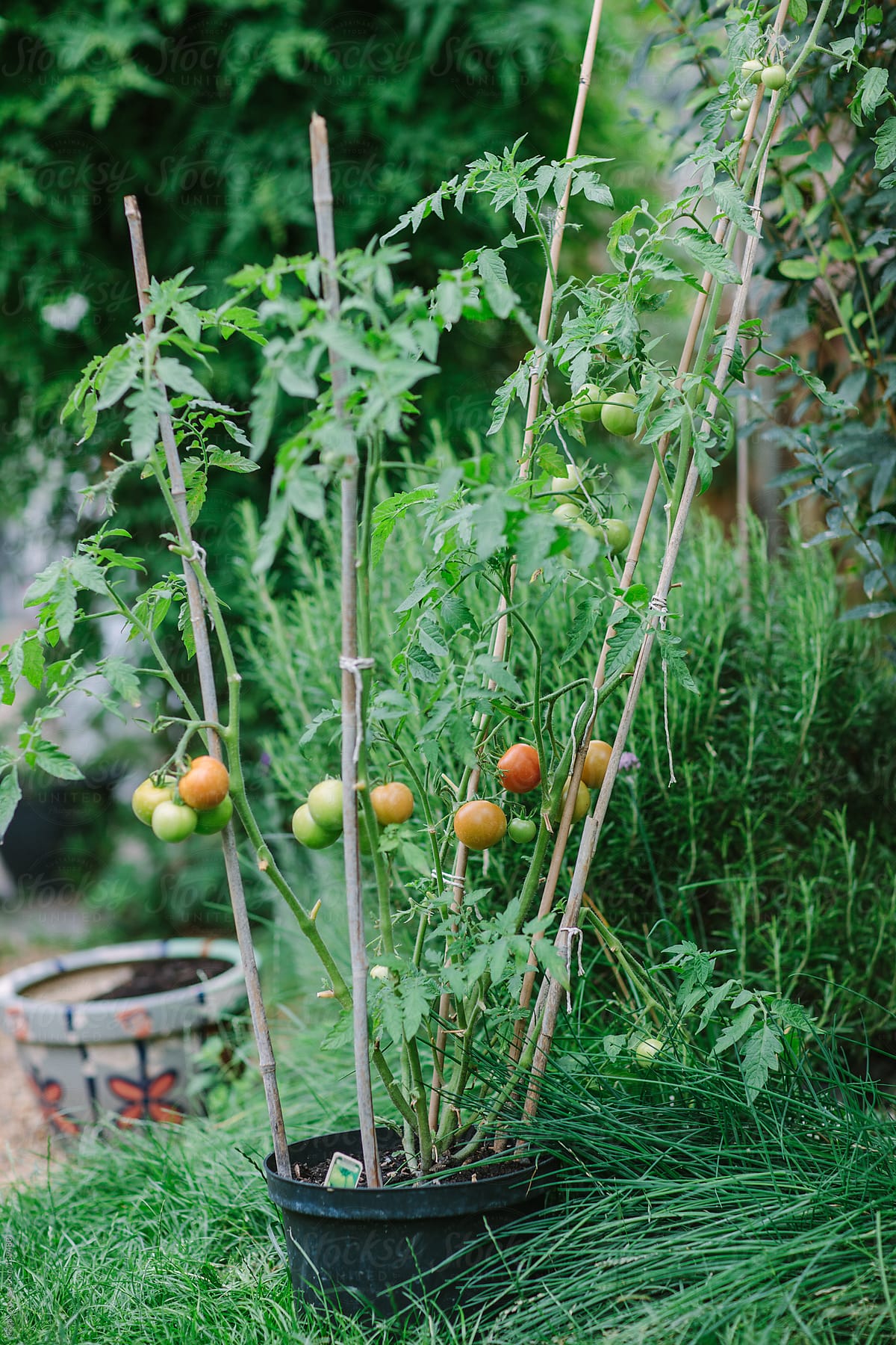 Tomato plants growing in a garden.
