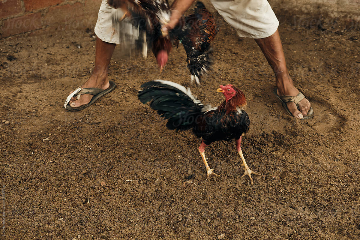 rooster being trained for a fight
