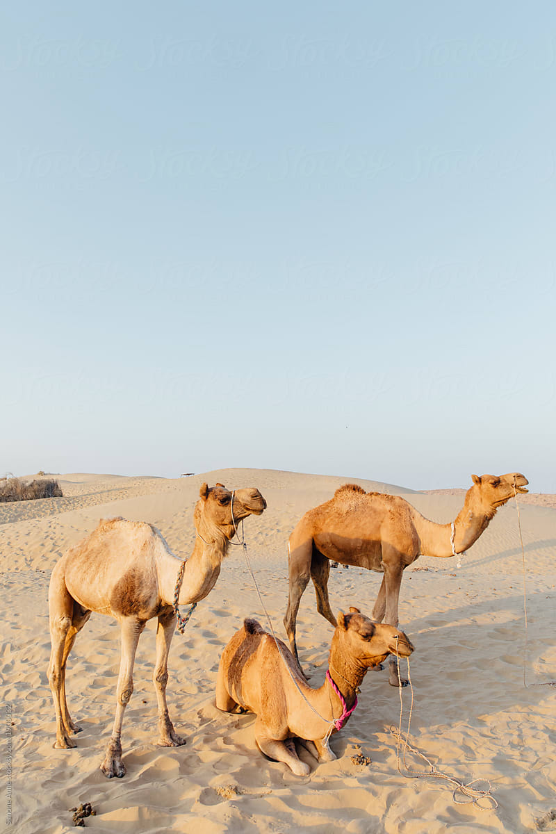 Camels at sunrise in the desert in northern India, Rajasthan