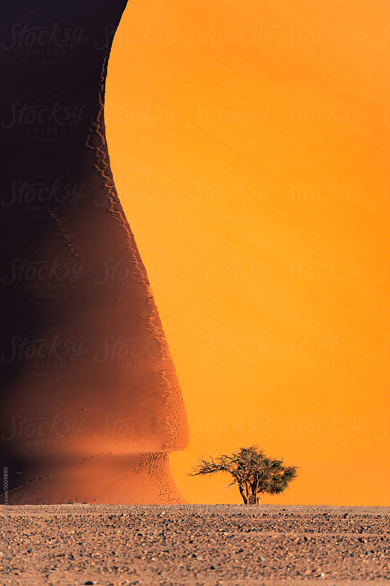 Acacia tree with sand dune, Namib desert, blue sky, Namibia, Africa