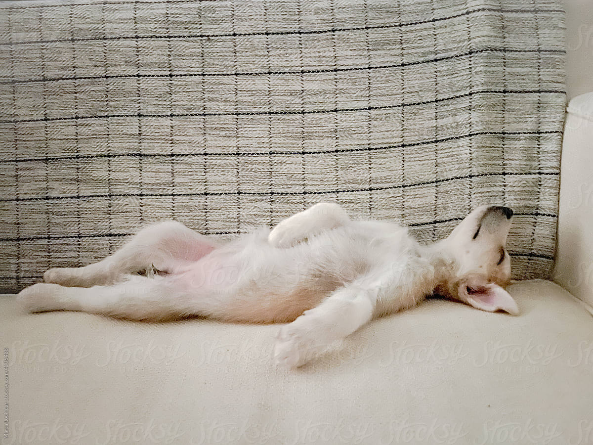 Puppy stretched out sleeping