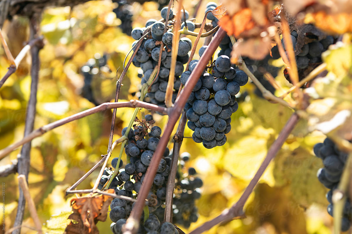 Vineyard Harvest Of Grapes On The Vine