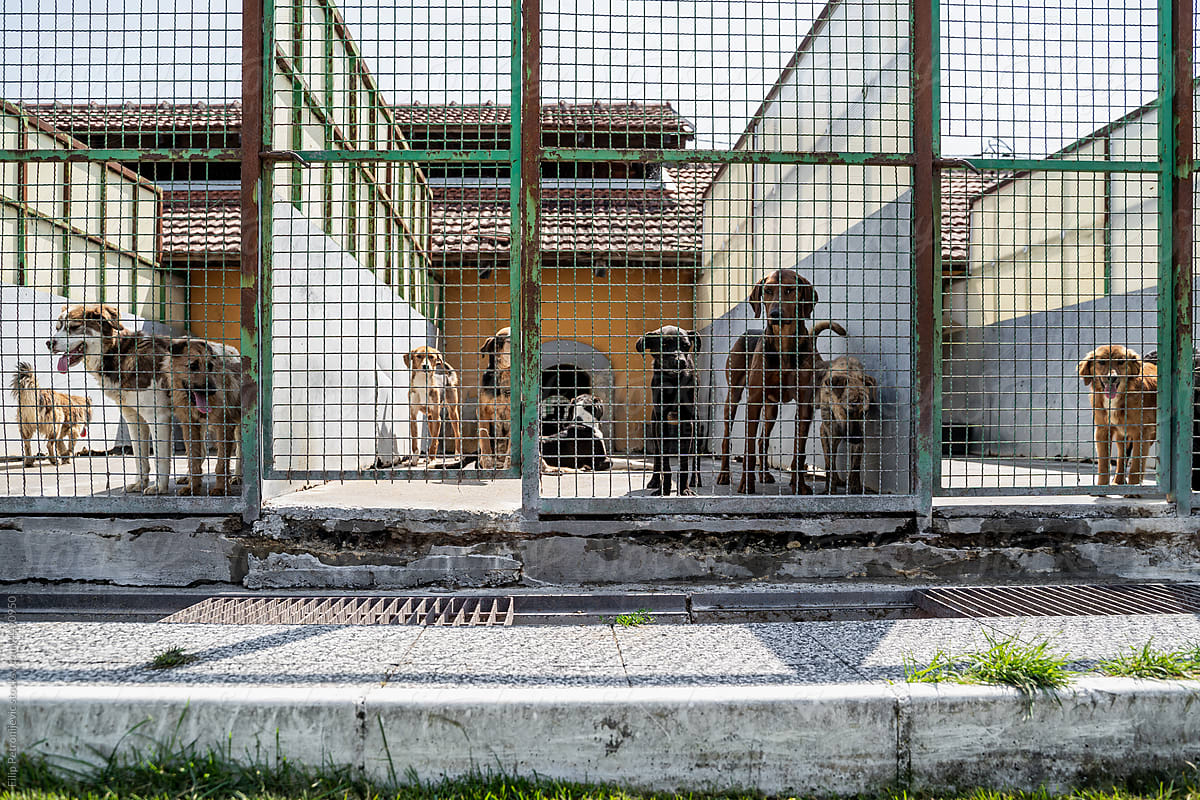 Dogs in asylum