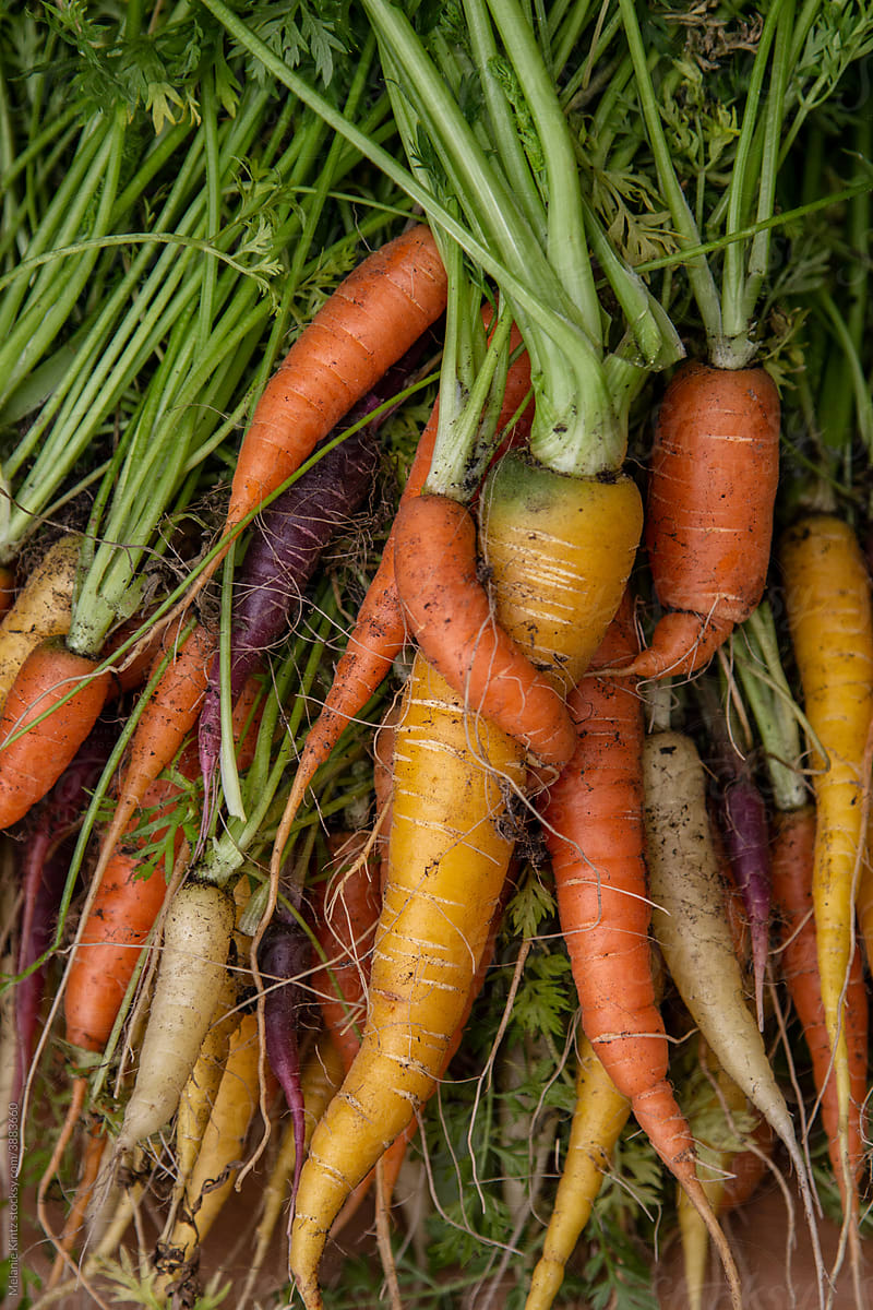 Closeup of colorful carrots