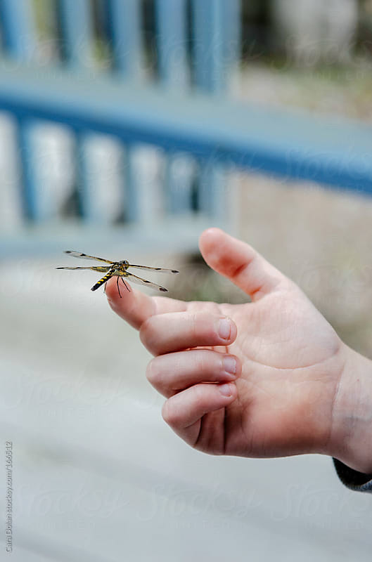 A dragon fly is perched on top of a child\'s finger