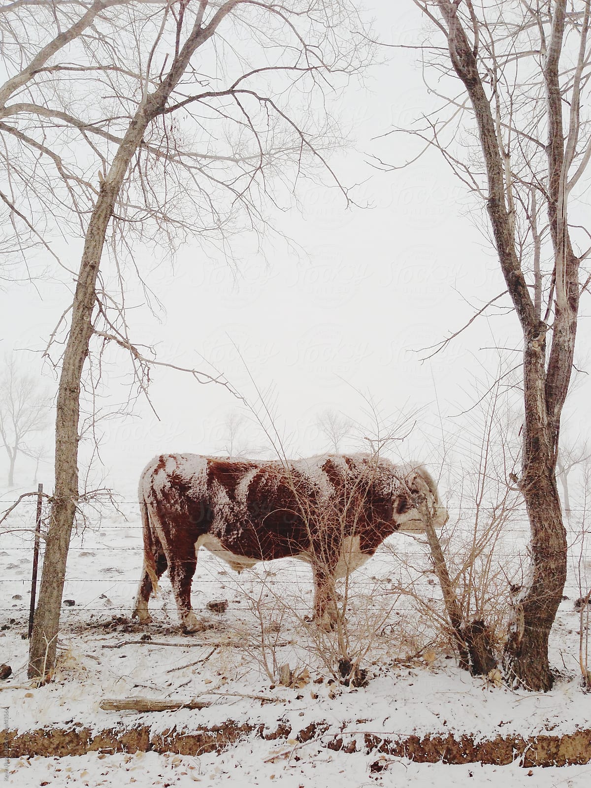 Snowy Cow In Between Trees