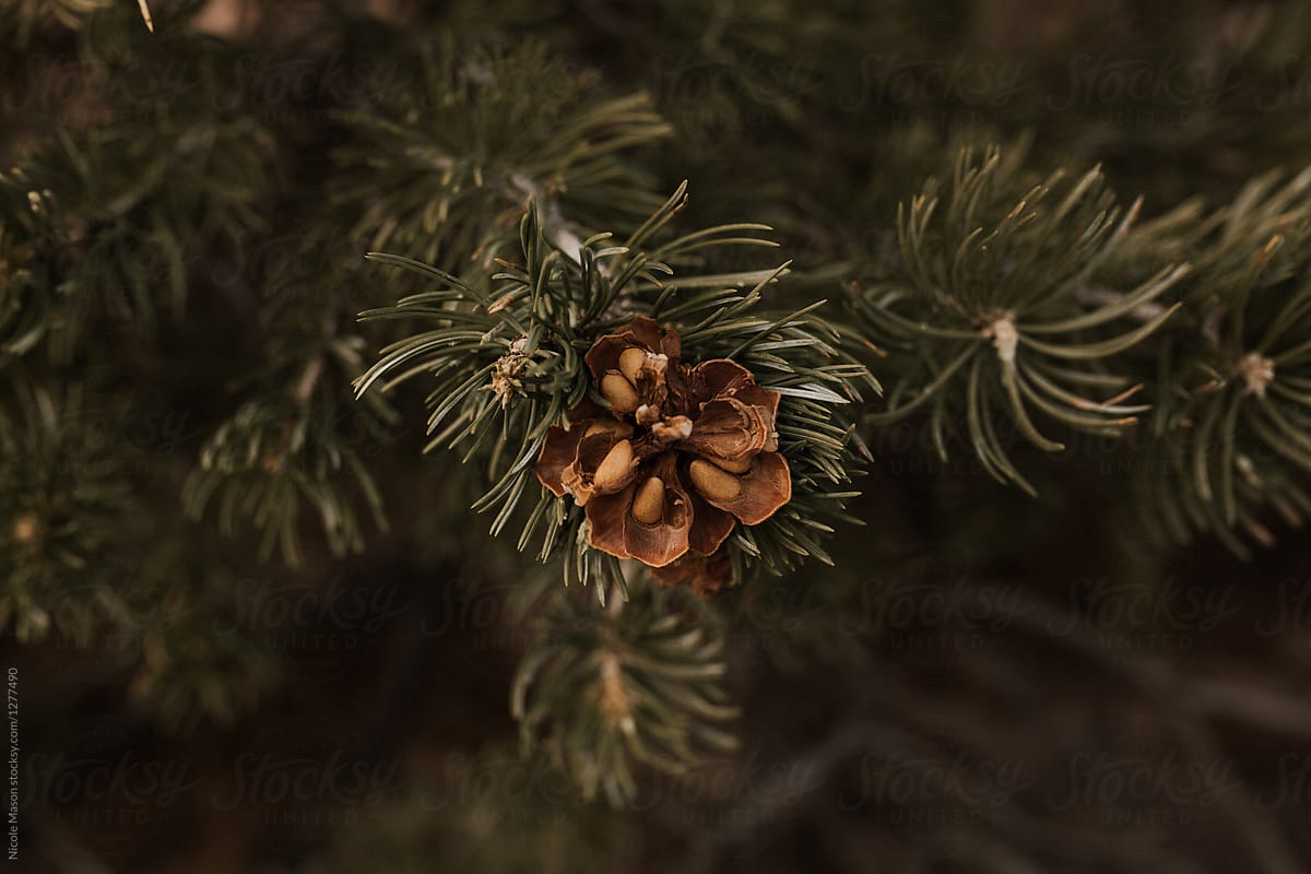 pine tree detail
