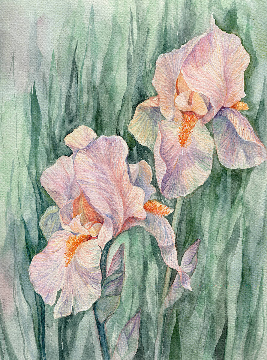 Beautiful watercolor irises - botany illustration
