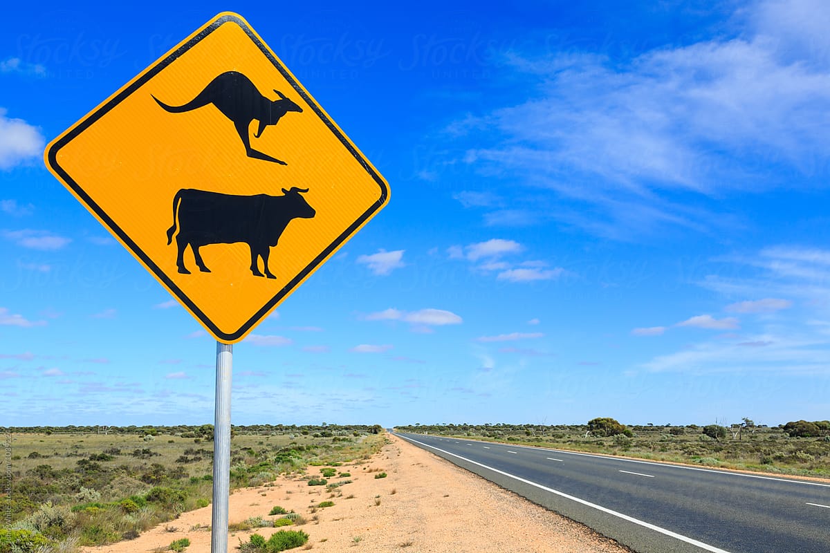 Kangaroo and cow warning sign. Nullarbor Plain. Western Australia.