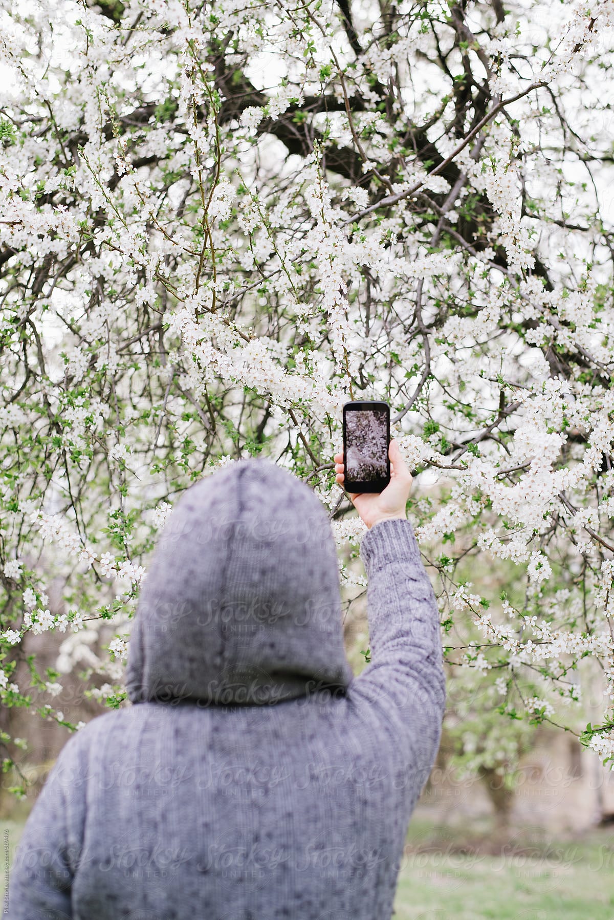 Woman taking image of blossoming cherry tree