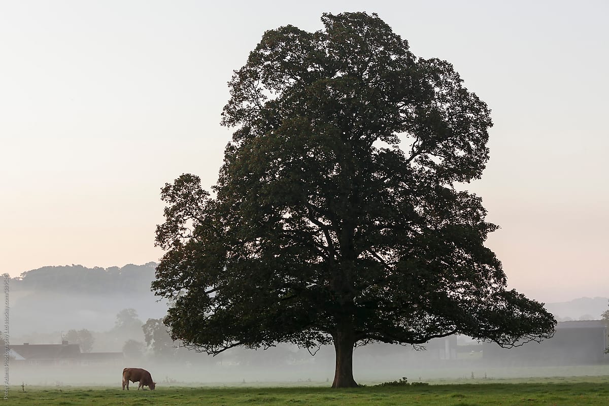 Cow in field, sunrise, Usk Valley, South Wales, UK